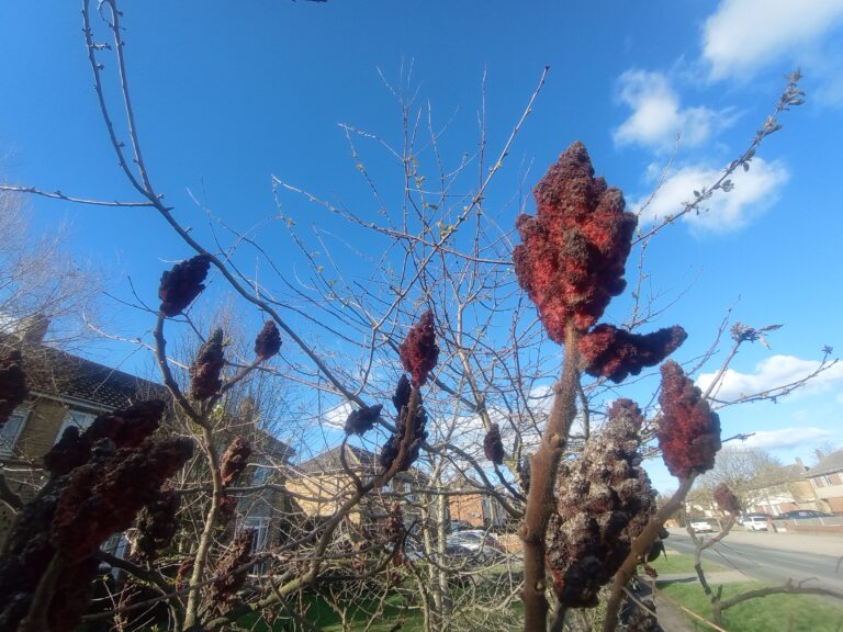 Sumac flower in a neighborhood, East Tilbury